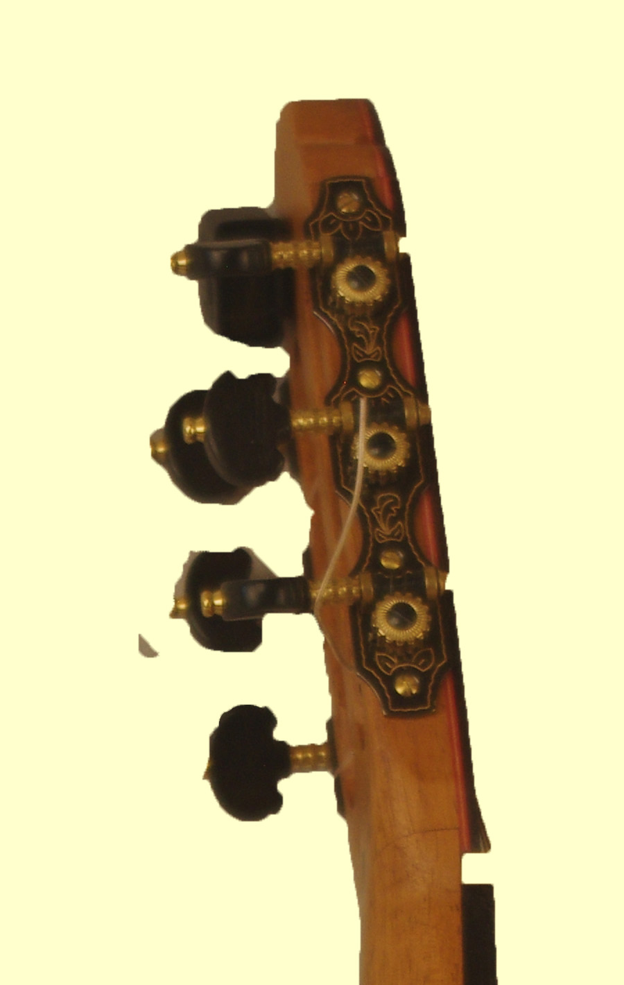 thompson21 rosette